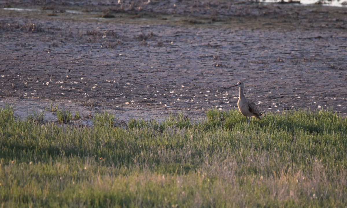 Long-billed Curlew - ML620400466