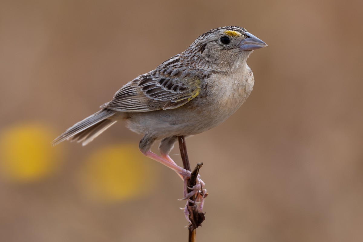 Grasshopper Sparrow - ML620400467