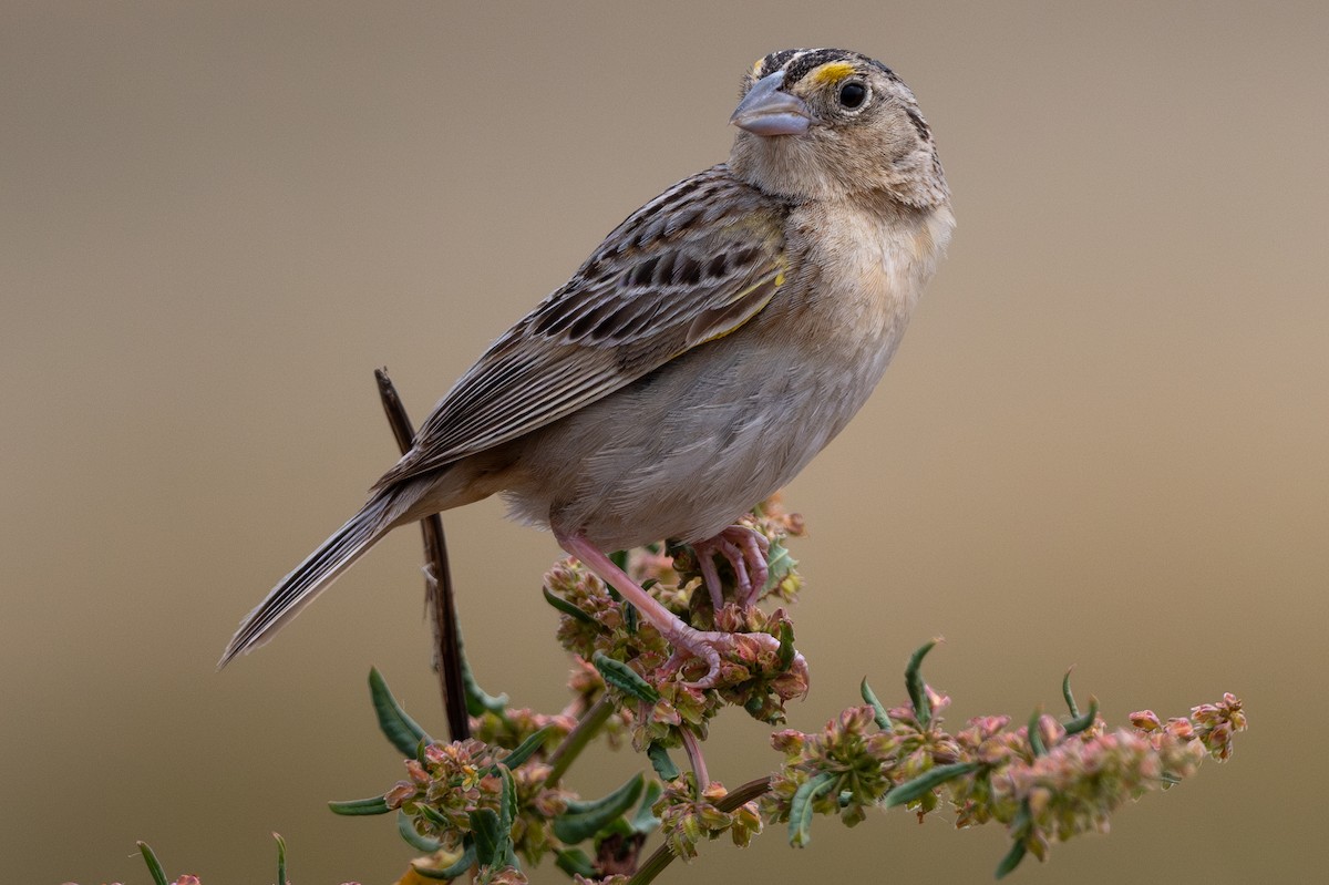 Grasshopper Sparrow - ML620400469