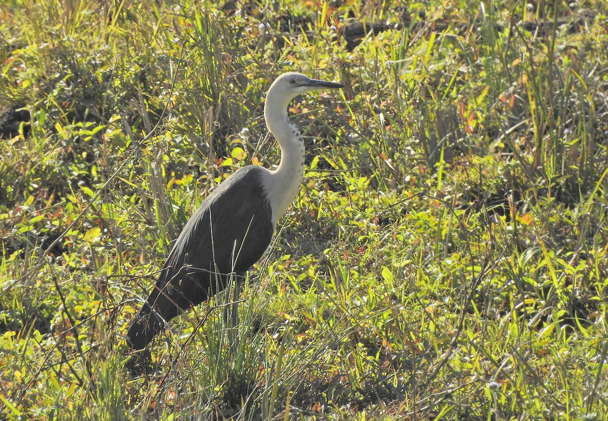 Garza Cuelliblanca - ML620400472