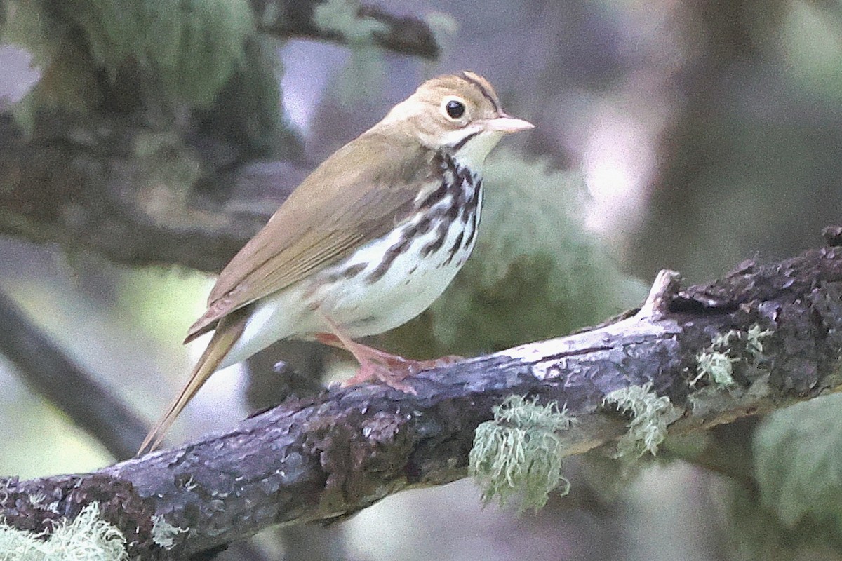 Ovenbird - ML620400475