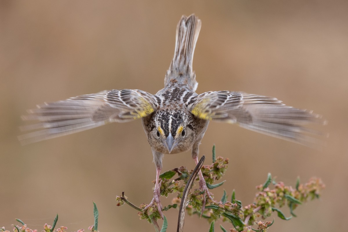 Grasshopper Sparrow - ML620400477