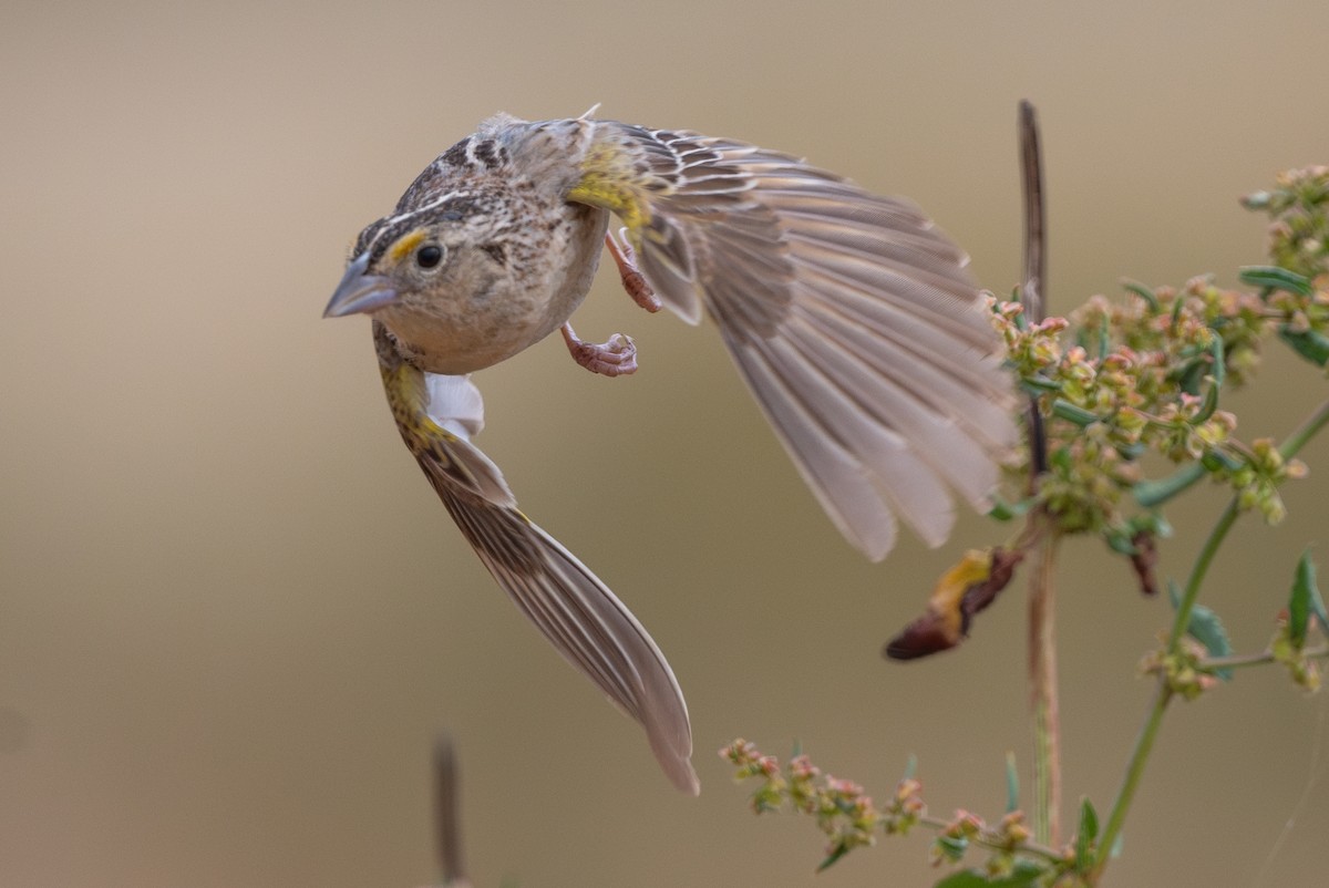 Grasshopper Sparrow - ML620400480