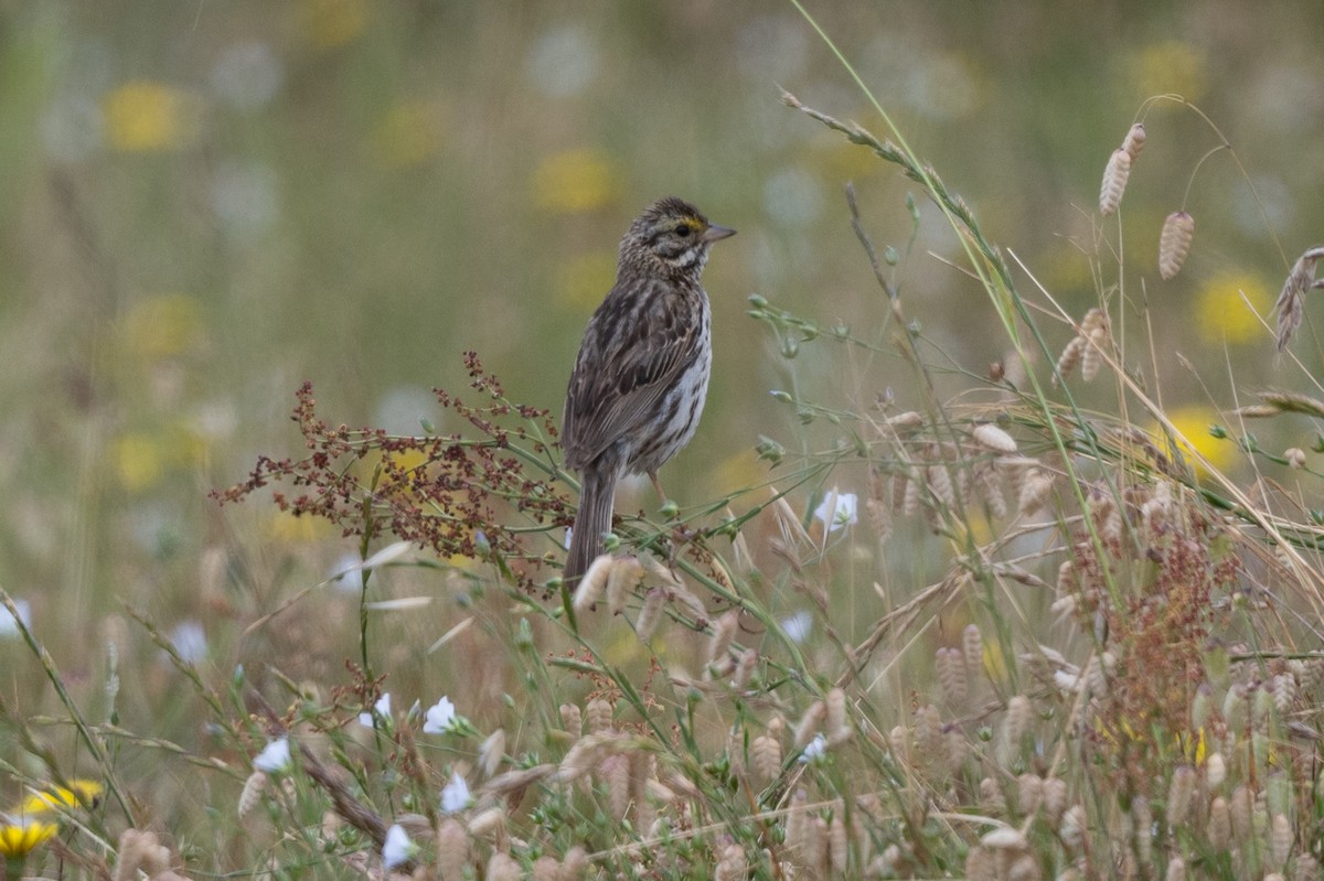 Savannah Sparrow - ML620400483