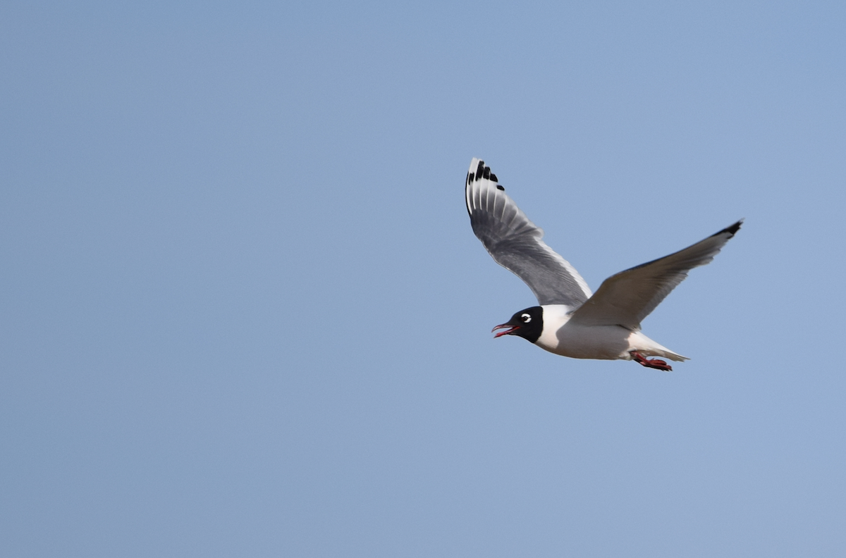 Franklin's Gull - ML620400485