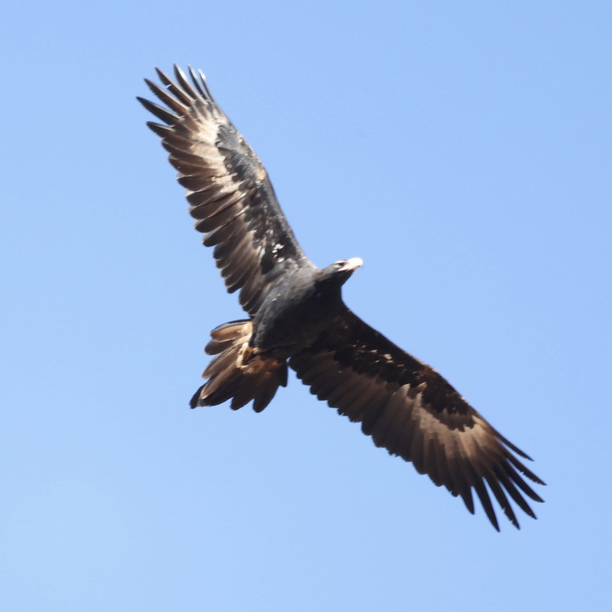 Wedge-tailed Eagle - ML620400487