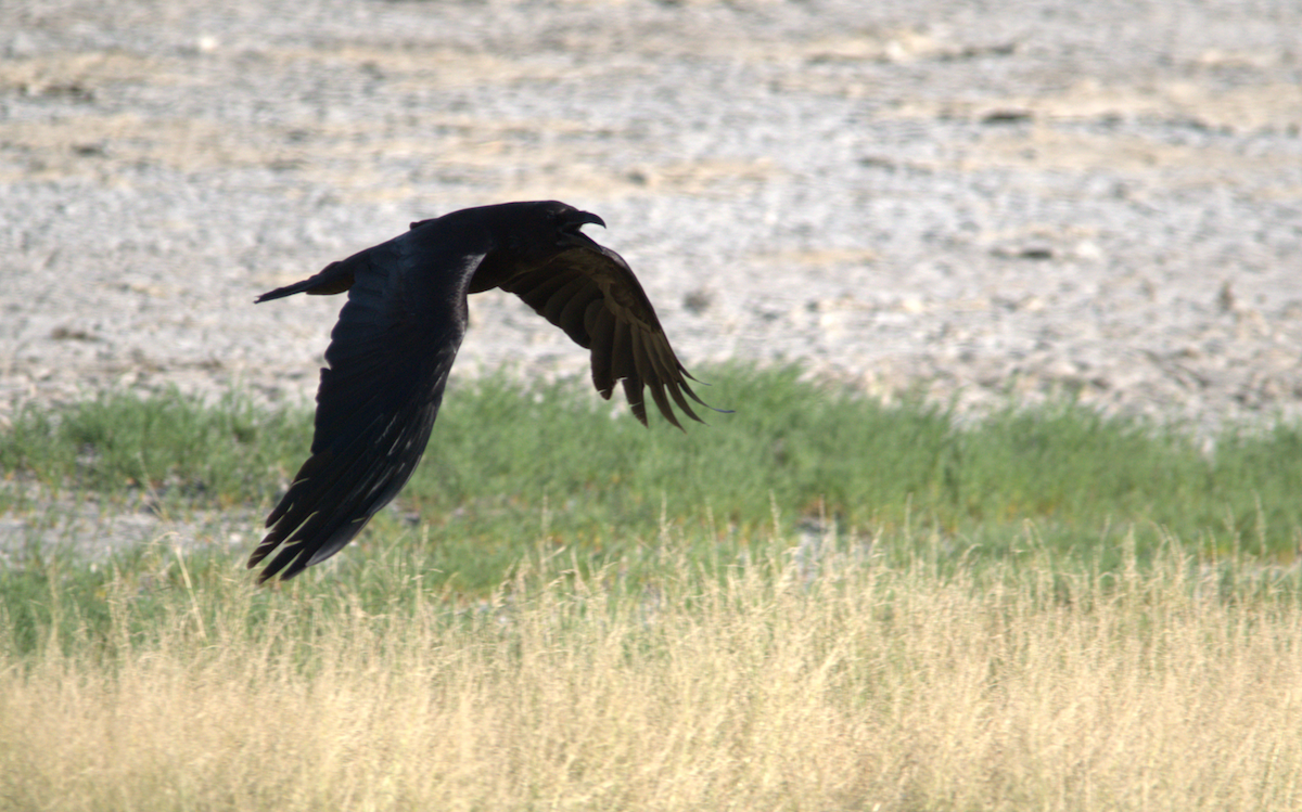 Common Raven - ML620400488