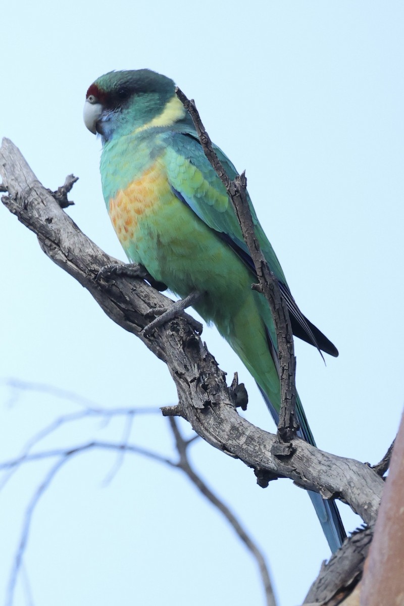 Perico de Port Lincoln - ML620400489