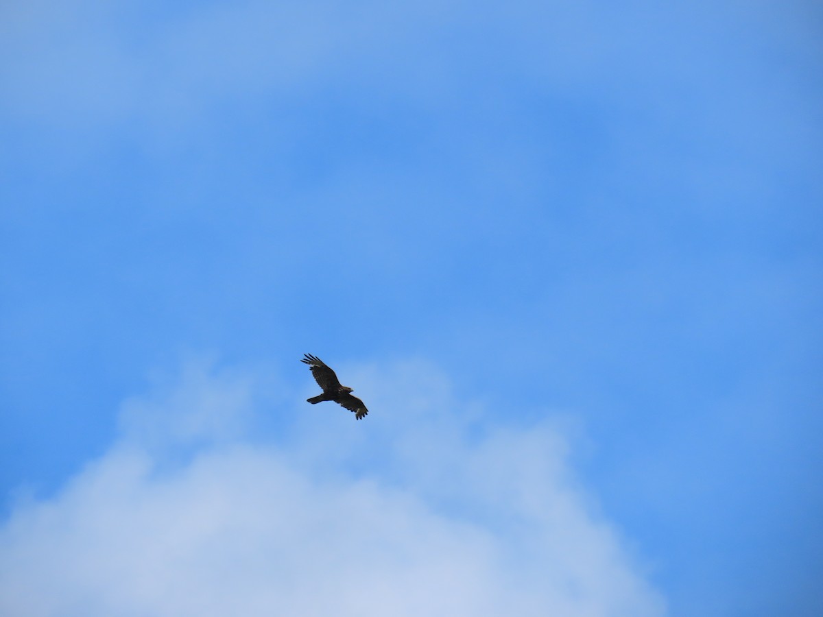 Red-tailed Hawk - ML620400496