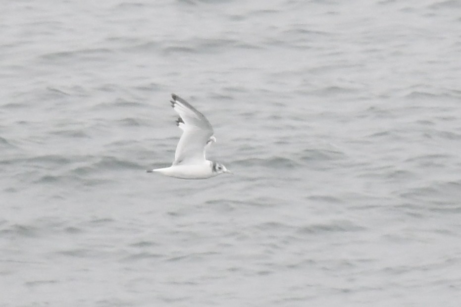 Black-legged Kittiwake (pollicaris) - ML620400499