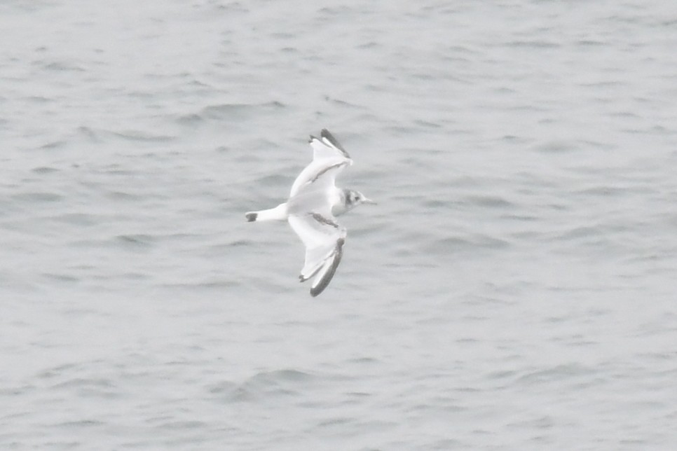 Black-legged Kittiwake (pollicaris) - ML620400500