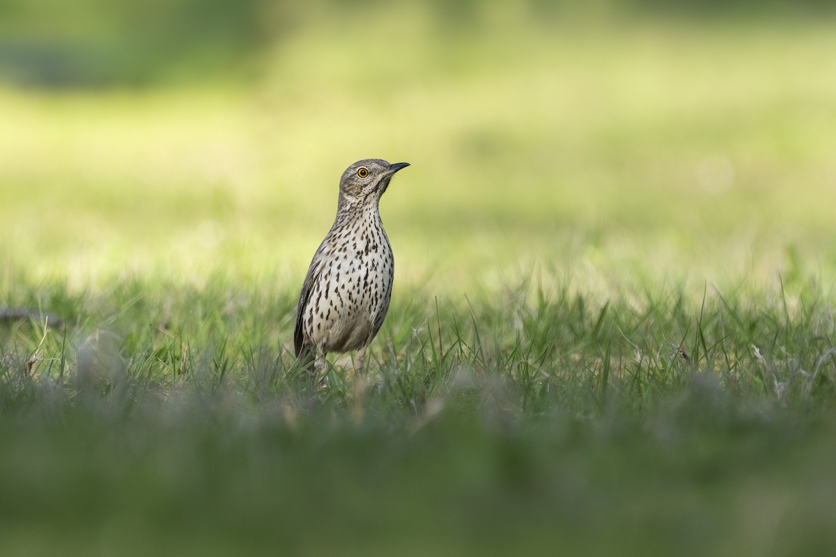 Sage Thrasher - ML620400505