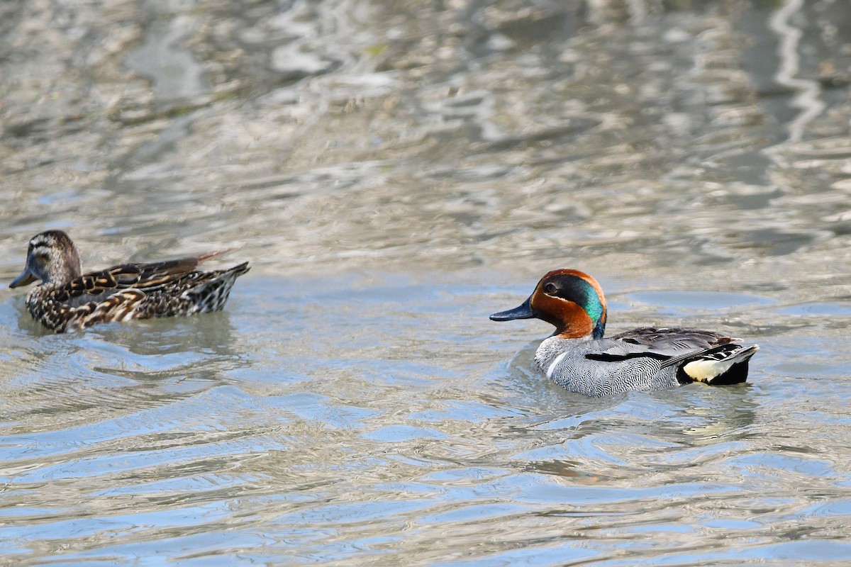 Green-winged Teal - ML620400506
