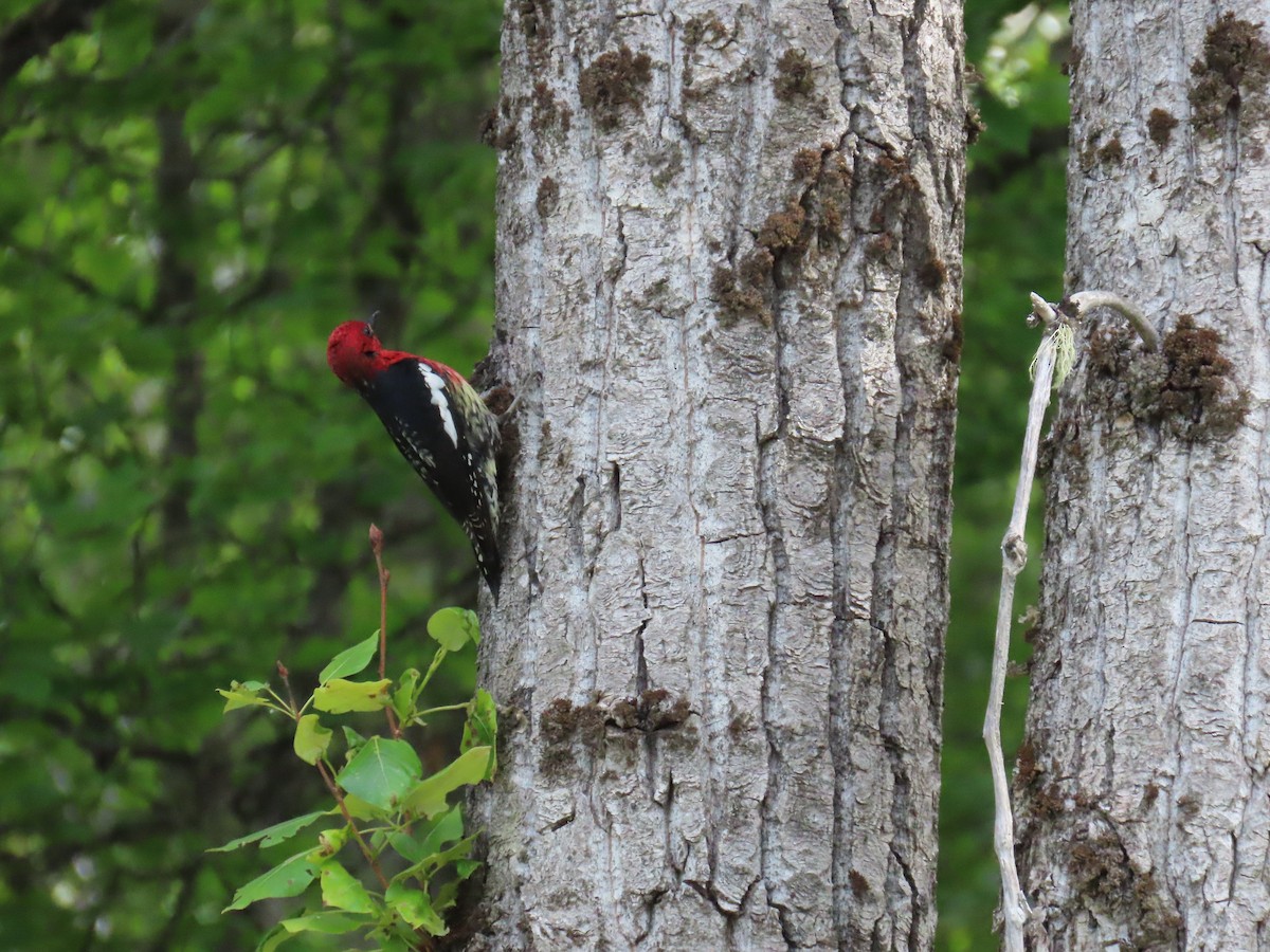 Red-breasted Sapsucker - ML620400507