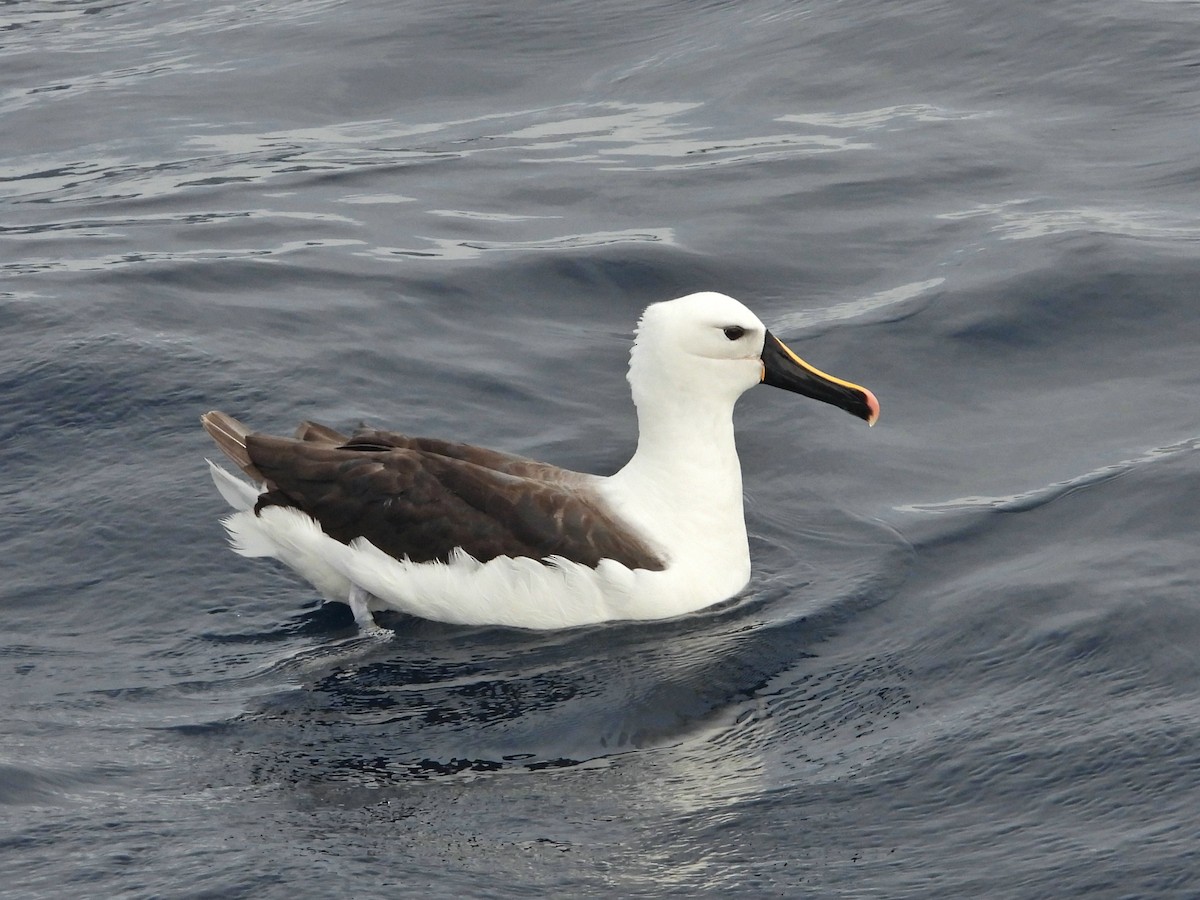 Indian Yellow-nosed Albatross - ML620400508