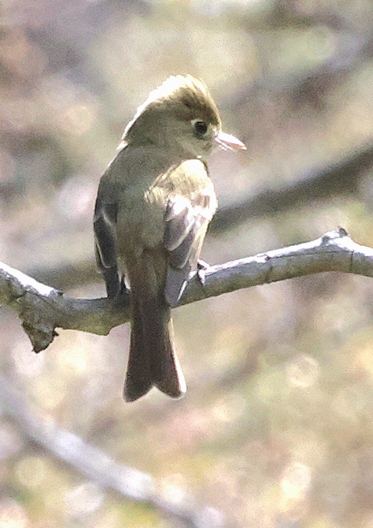 Western Flycatcher - ML620400511