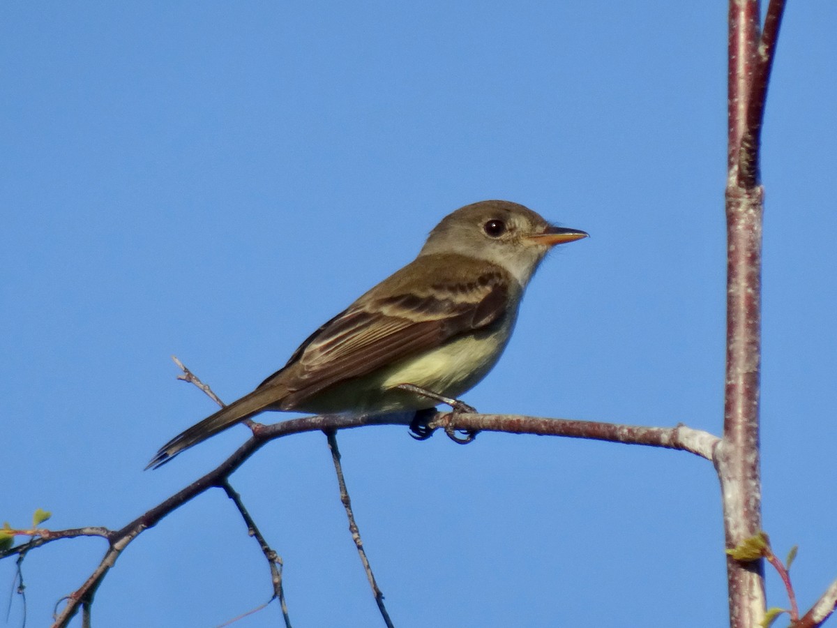 Willow Flycatcher - ML620400512