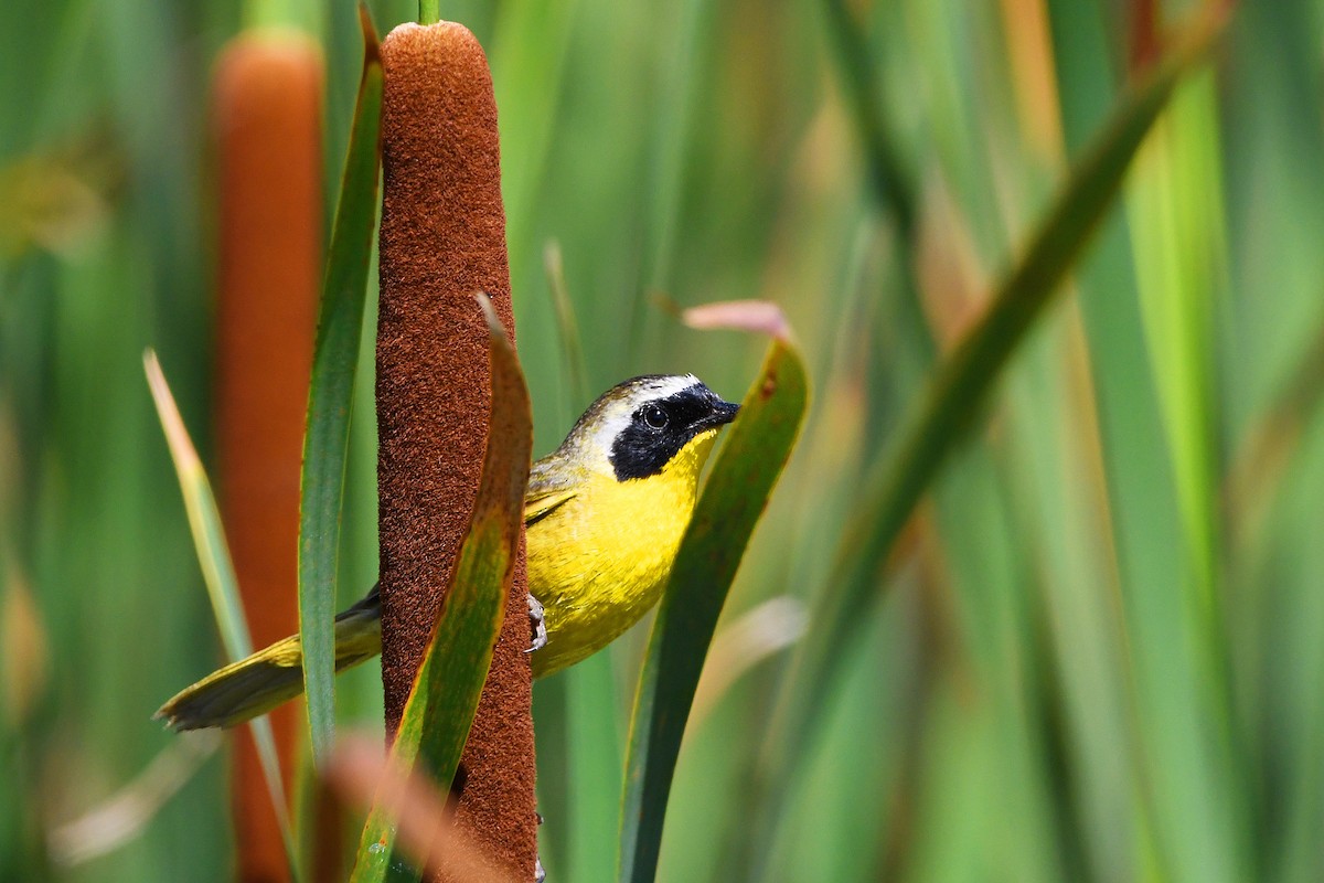 Common Yellowthroat - ML620400515