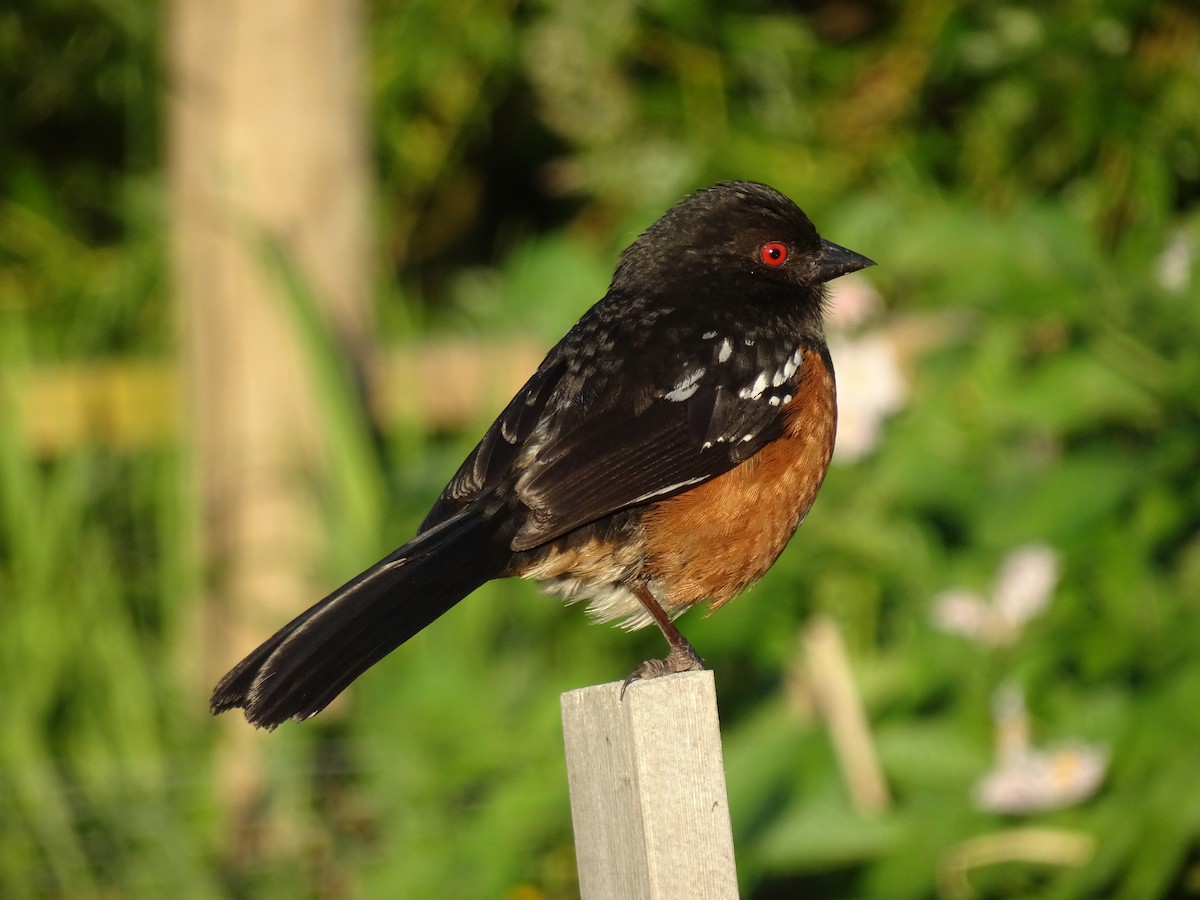 Spotted Towhee - ML620400521