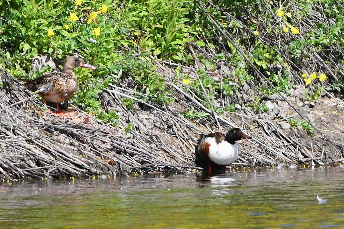 Northern Shoveler - ML620400529