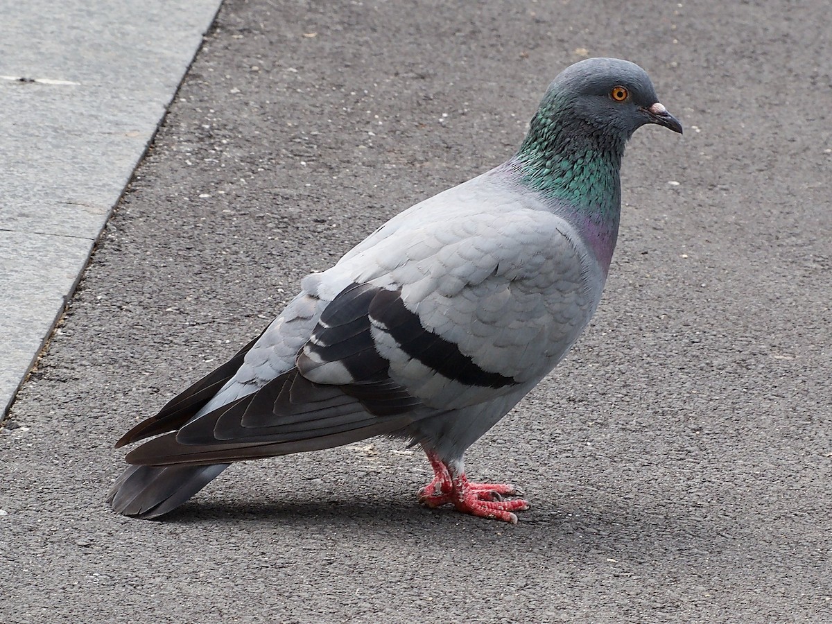 Rock Pigeon (Feral Pigeon) - ML620400563