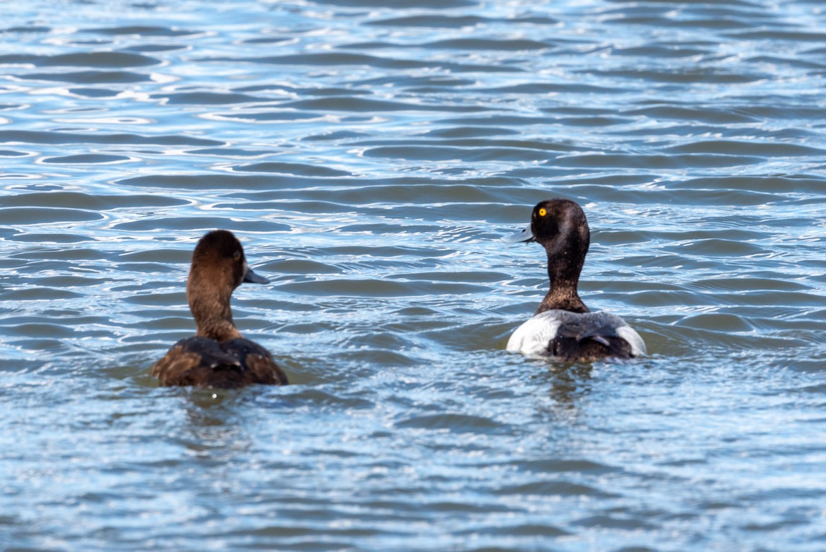 Lesser Scaup - ML620400565