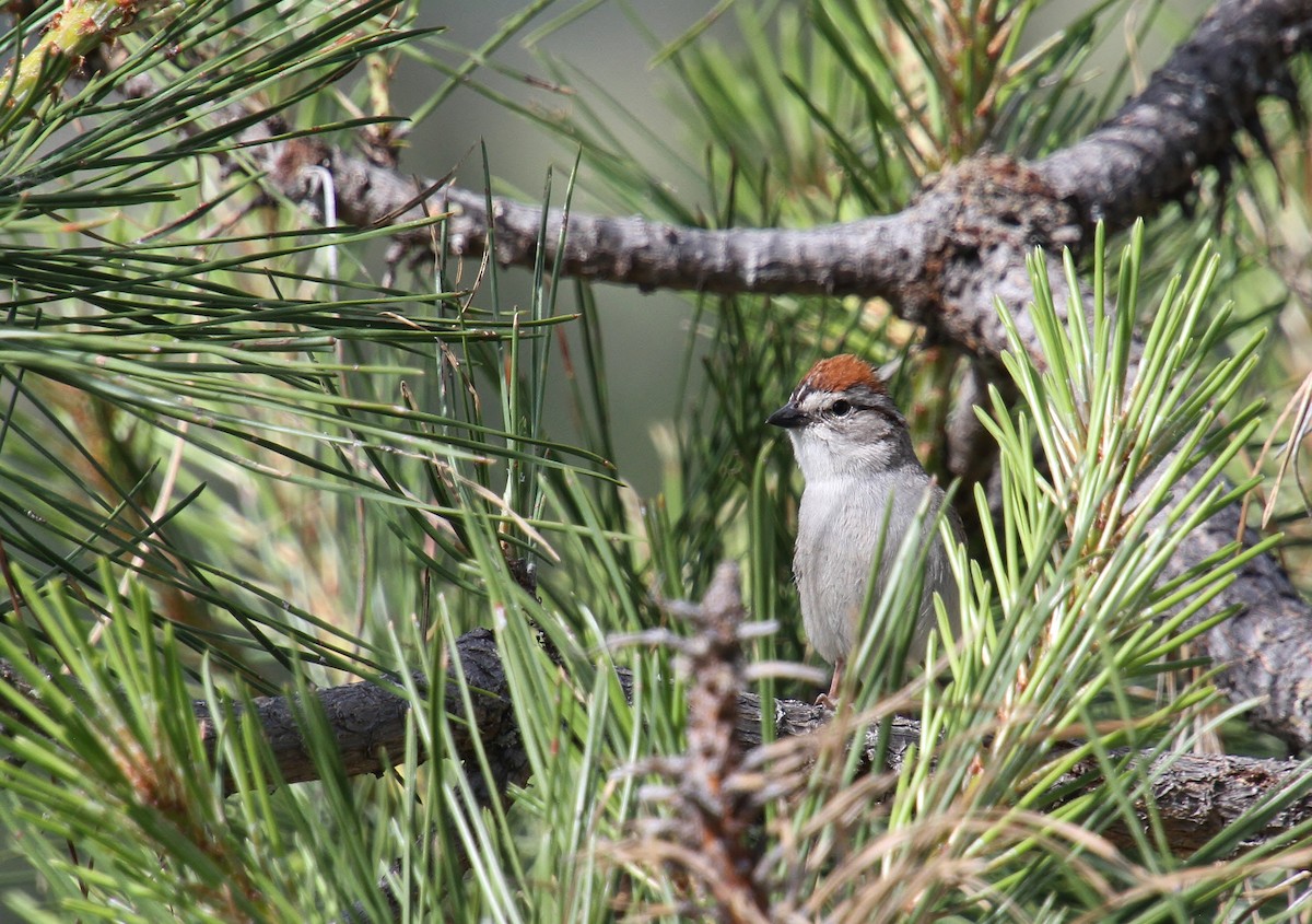 Chipping Sparrow - ML620400585