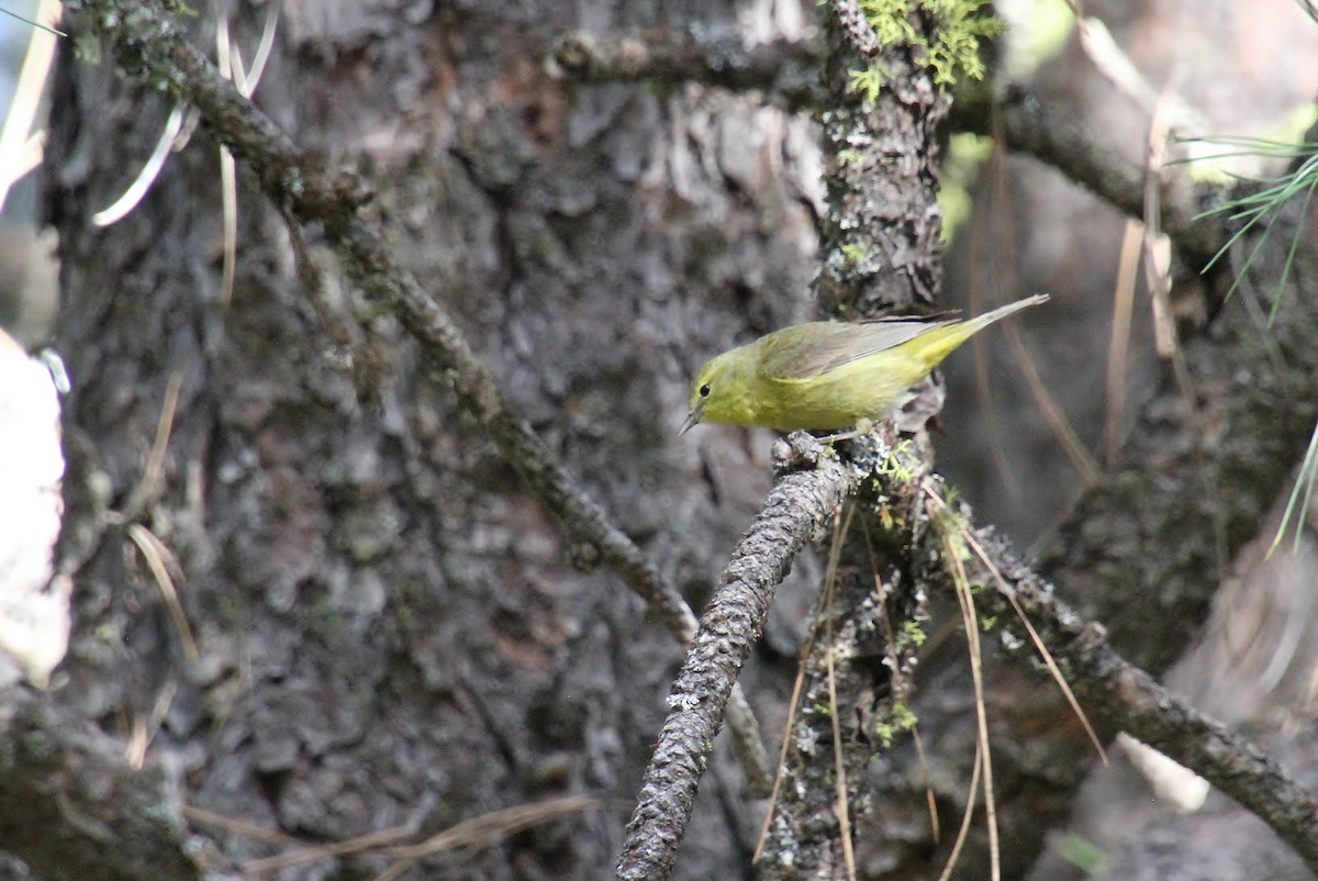 Orange-crowned Warbler - ML620400587