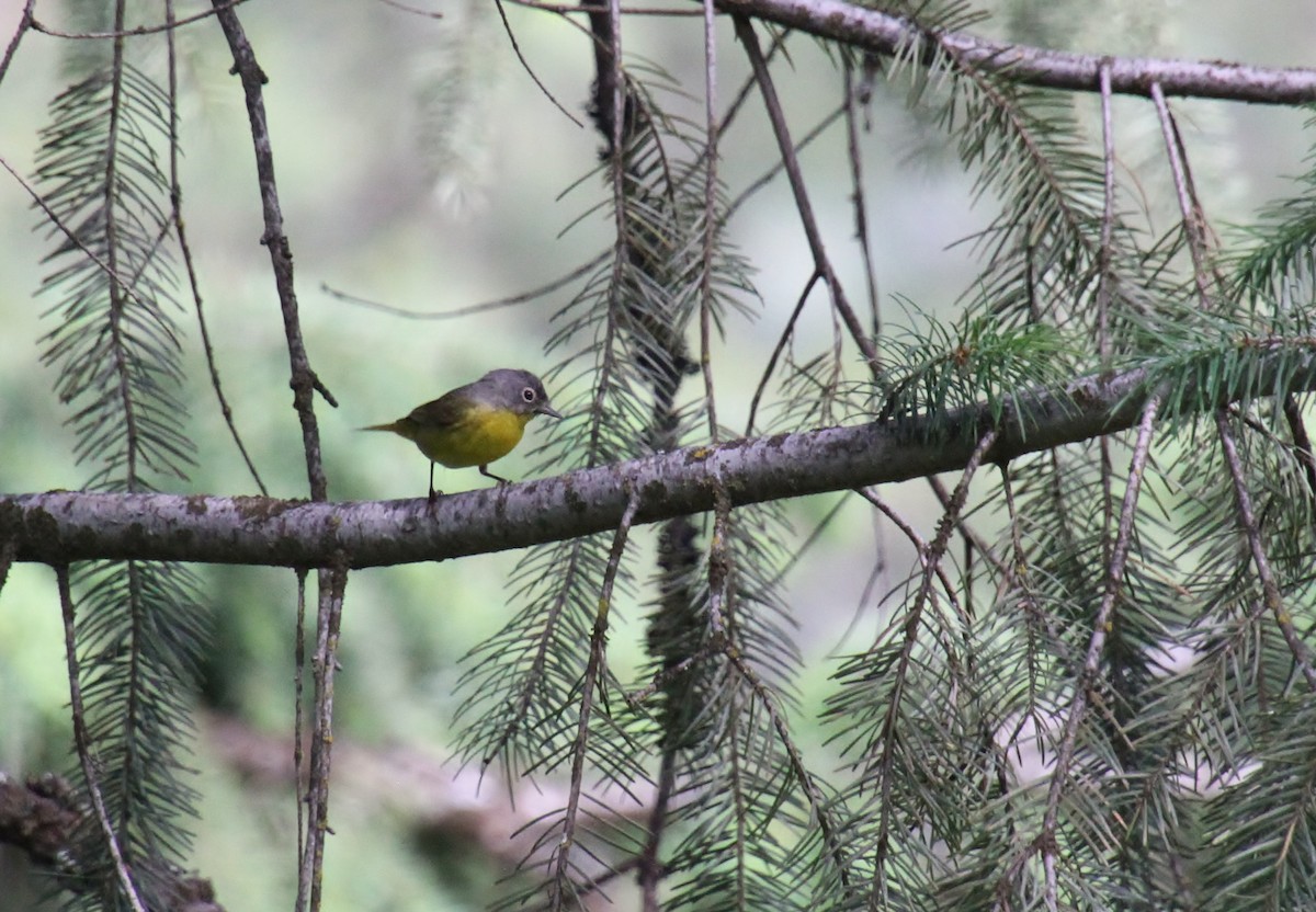 Nashville Warbler (ridgwayi) - ML620400594