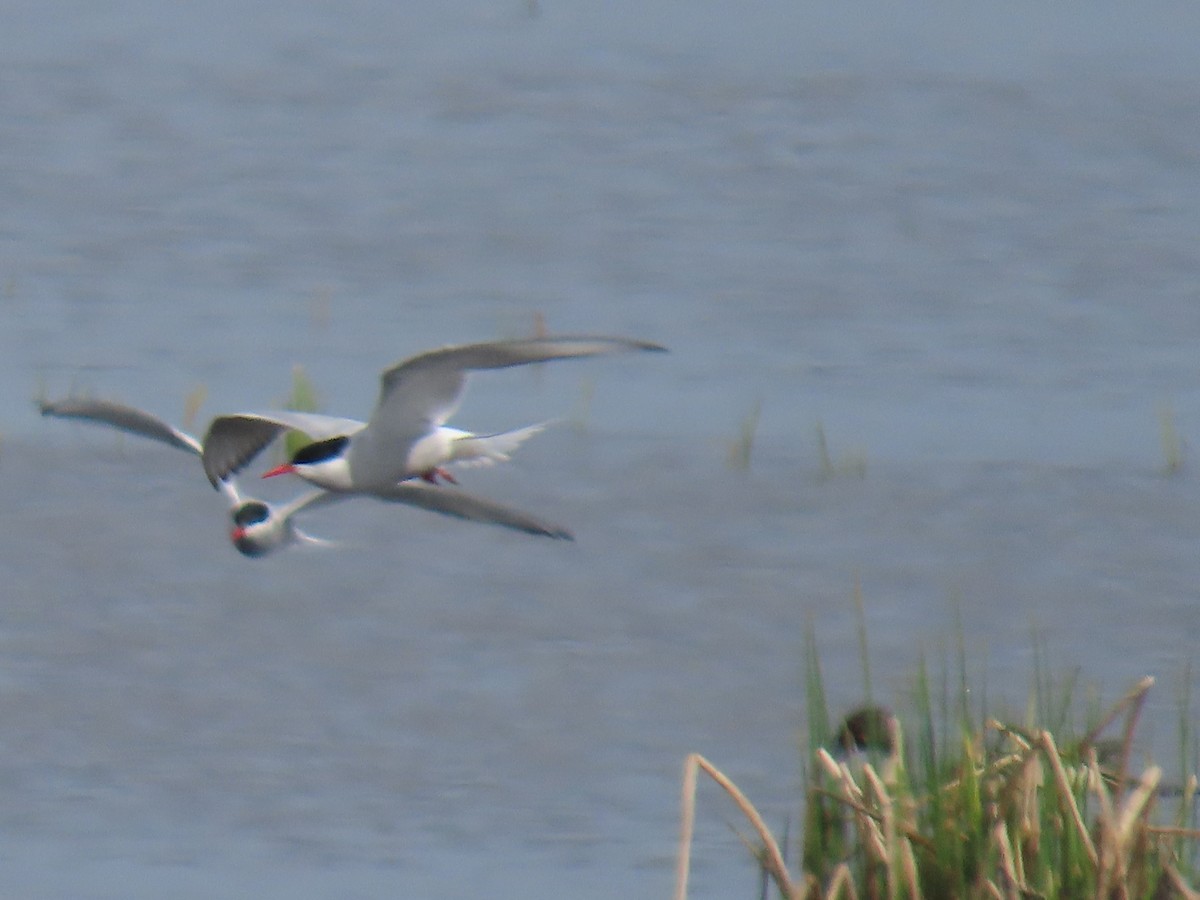 Arctic Tern - ML620400597