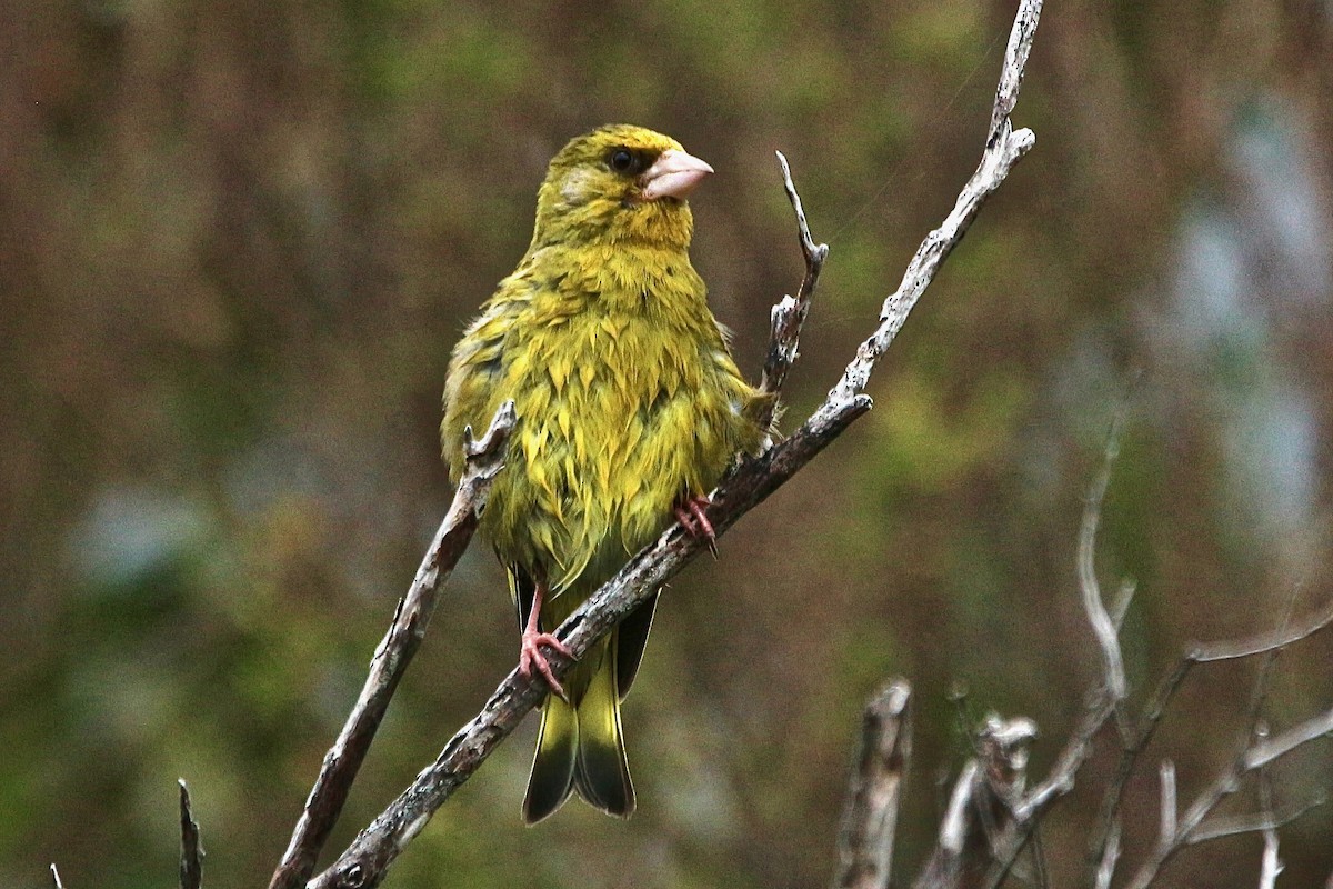 European Greenfinch - ML620400602