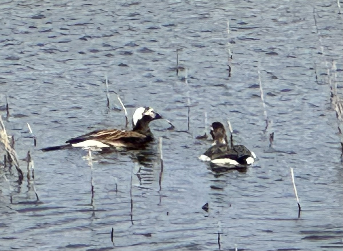 Long-tailed Duck - ML620400614