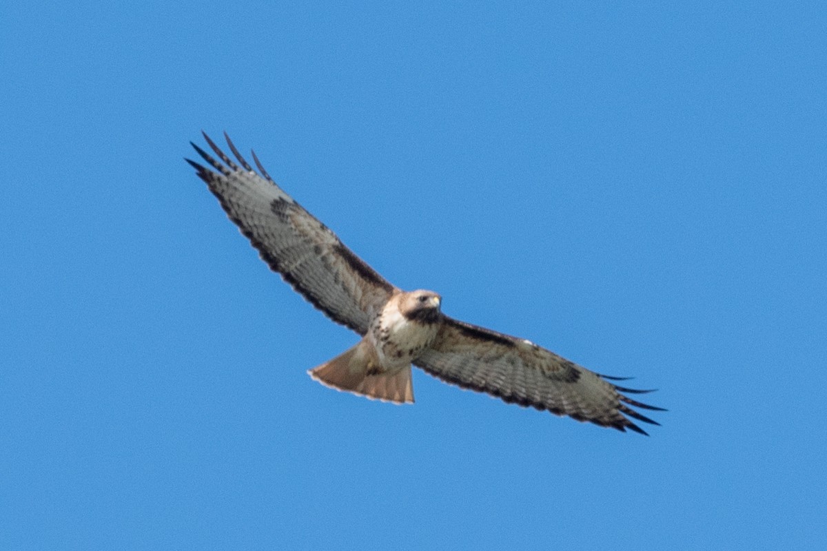 Red-tailed Hawk - ML620400630