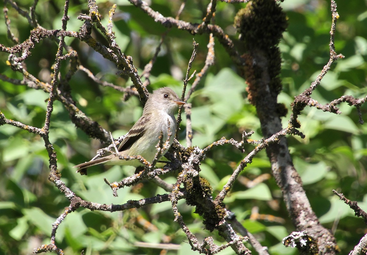 Willow Flycatcher - ML620400636