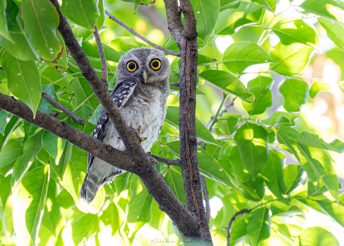 Spotted Owlet - ML620400648