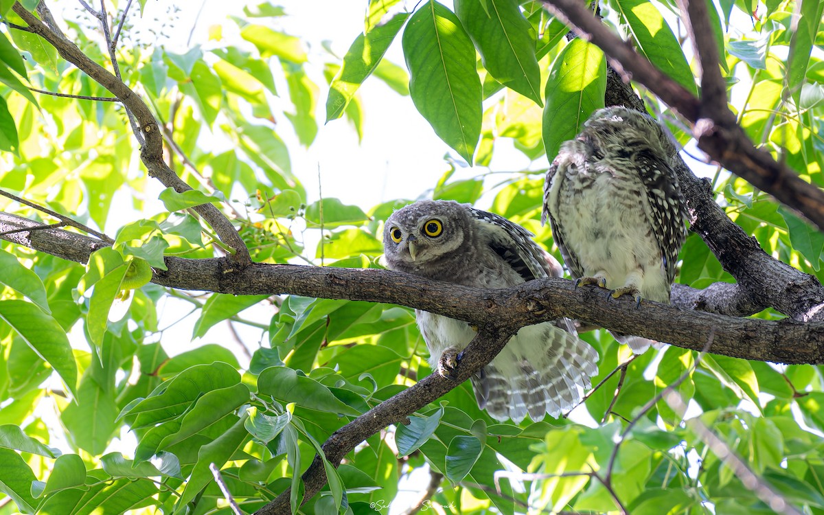 Spotted Owlet - ML620400649