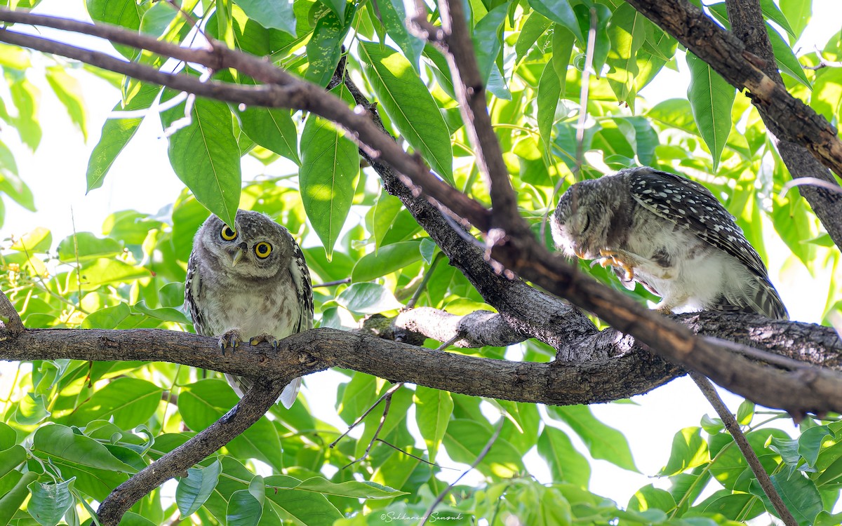 Spotted Owlet - ML620400650