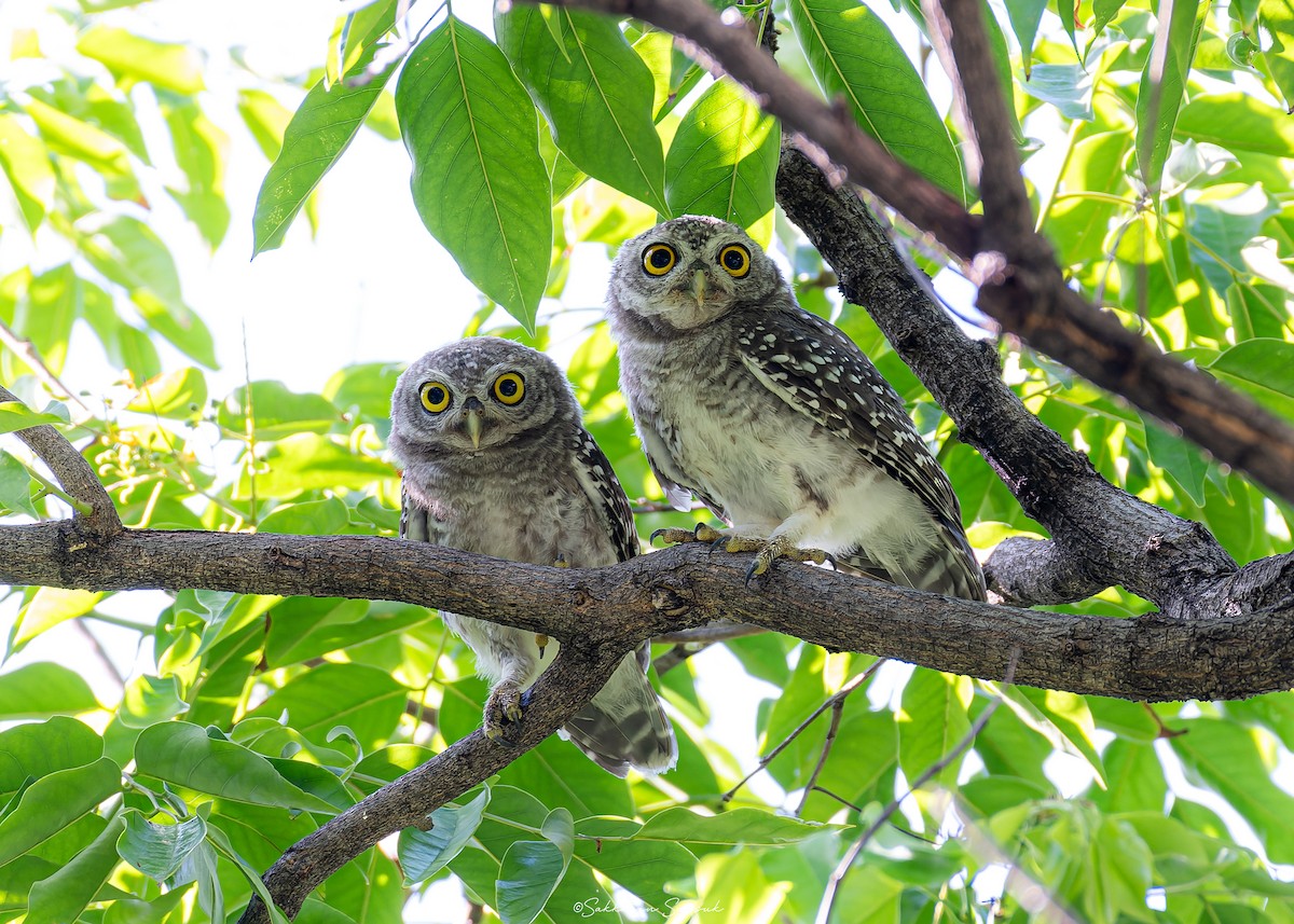 Spotted Owlet - ML620400652