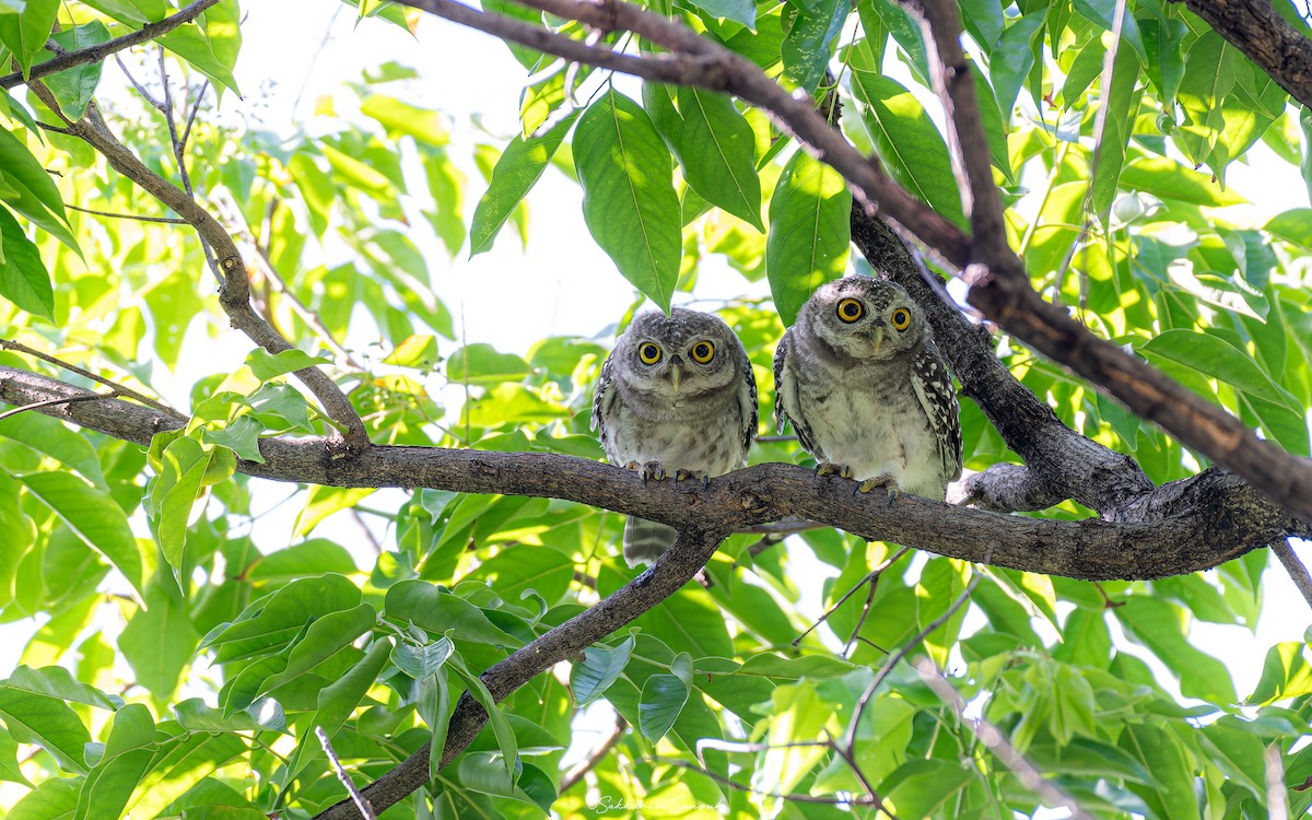 Spotted Owlet - ML620400653