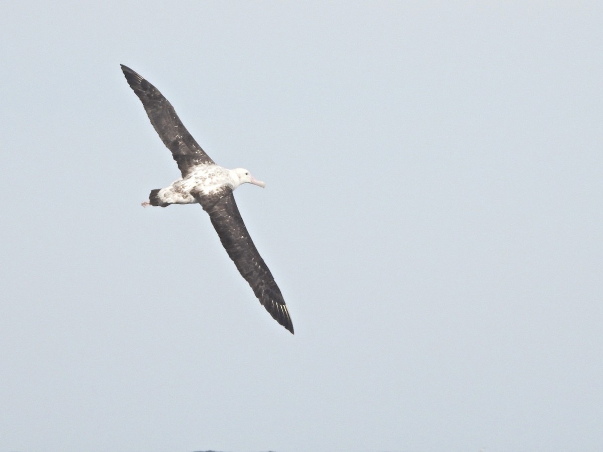 Antipodean Albatross - ML620400658