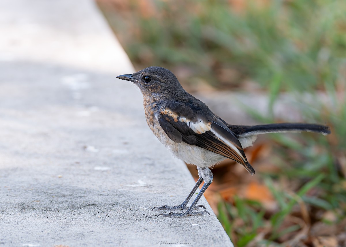 Oriental Magpie-Robin - ML620400663