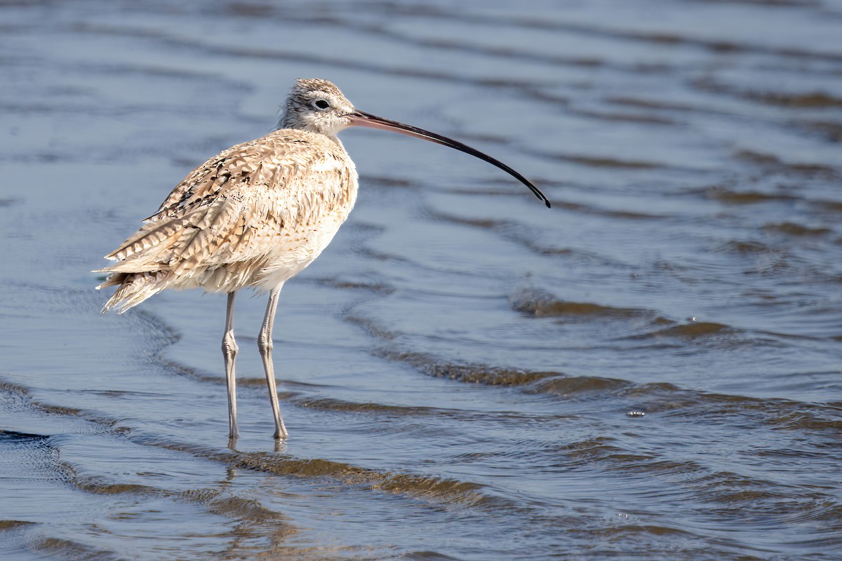 Long-billed Curlew - ML620400667