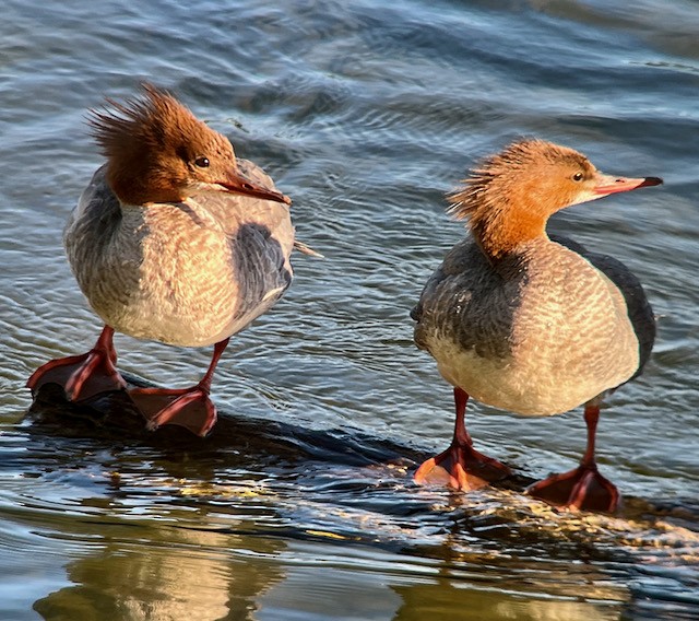 Common Merganser - ML620400672