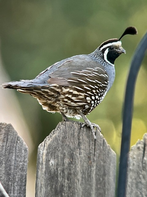 California Quail - ML620400676