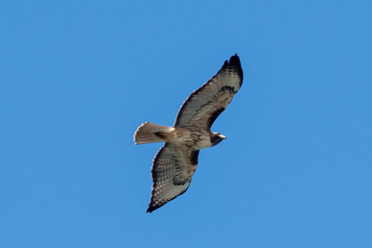 Red-tailed Hawk - ML620400679