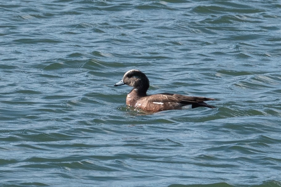 American Wigeon - ML620400683