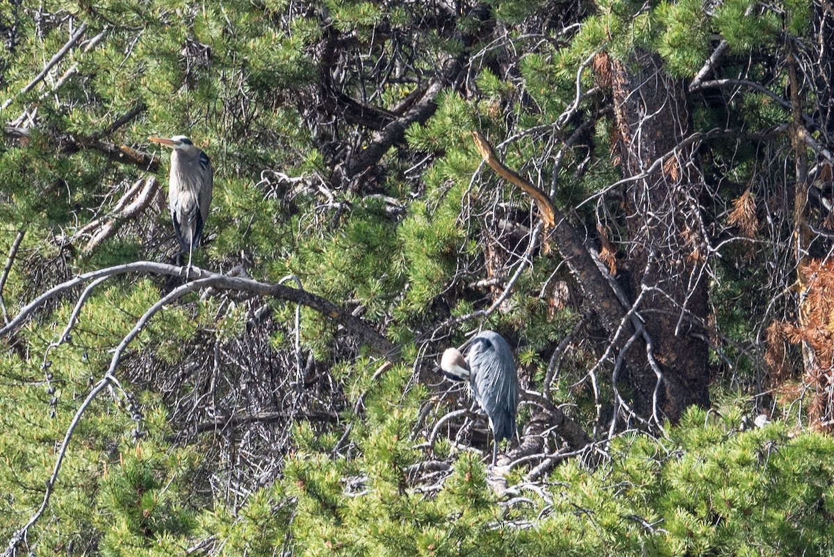 Great Blue Heron - ML620400686