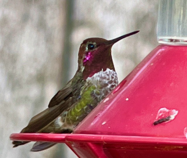 Anna's Hummingbird - Jeri Langham