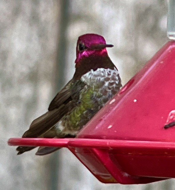 Anna's Hummingbird - ML620400693