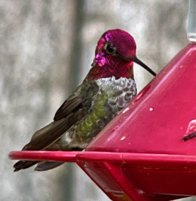 Anna's Hummingbird - ML620400694